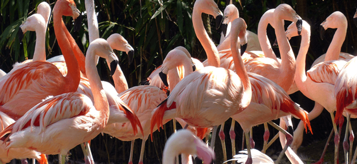 meet animals in Milan