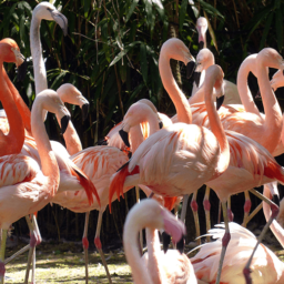 meet animals in Milan
